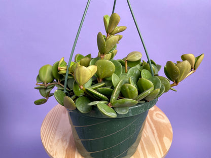 Peperomia "Hope" - 8"