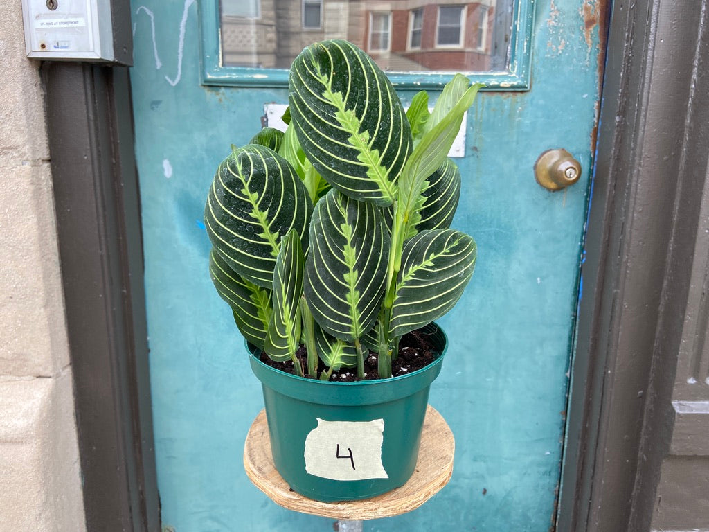 Maranta "Lemon Lime" - 6"