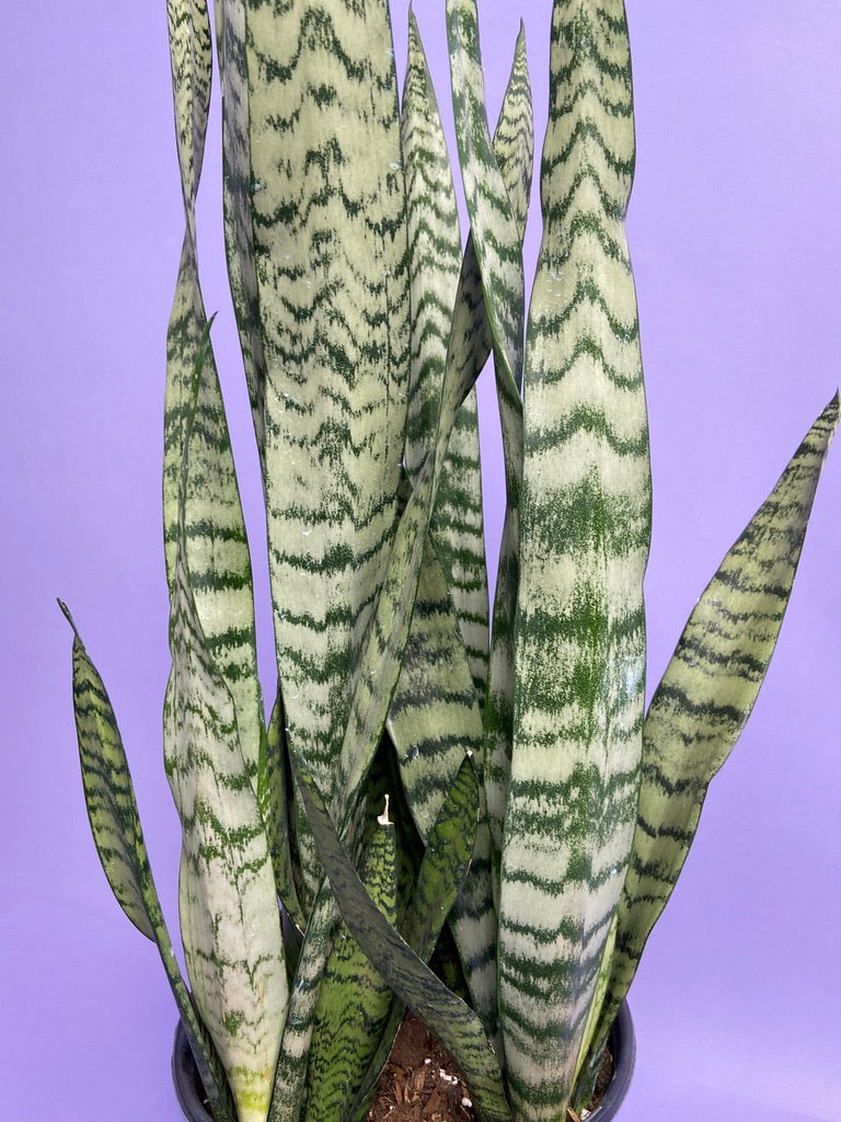 Sansevieria Zeylanica (Snake Plant) - 10" Pot