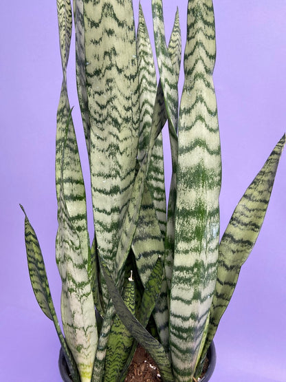 Sansevieria Zeylanica (Snake Plant) - 10" Pot