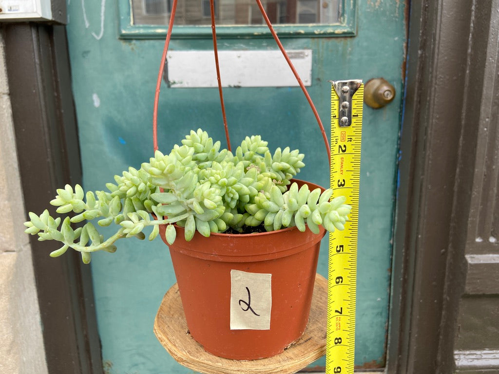 Sedum Burro's Tail - 6"