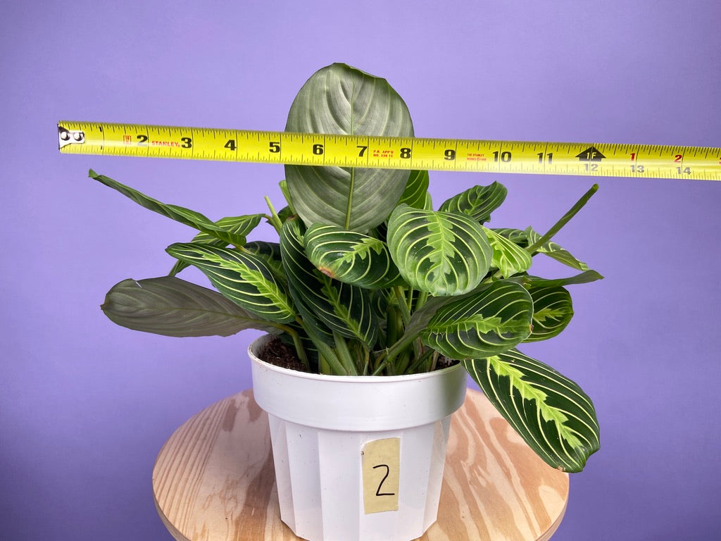 Maranta "Lemon Lime" - 6"