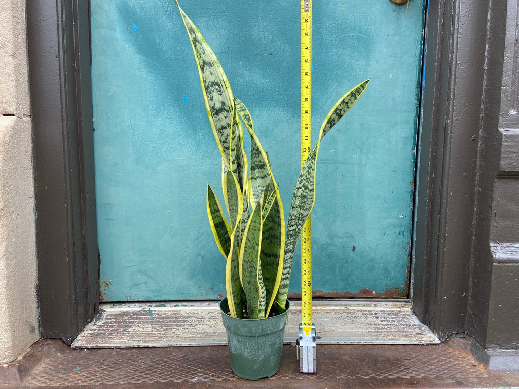 Sansevieria Laurentii (Snake Plant) - 6" Pot