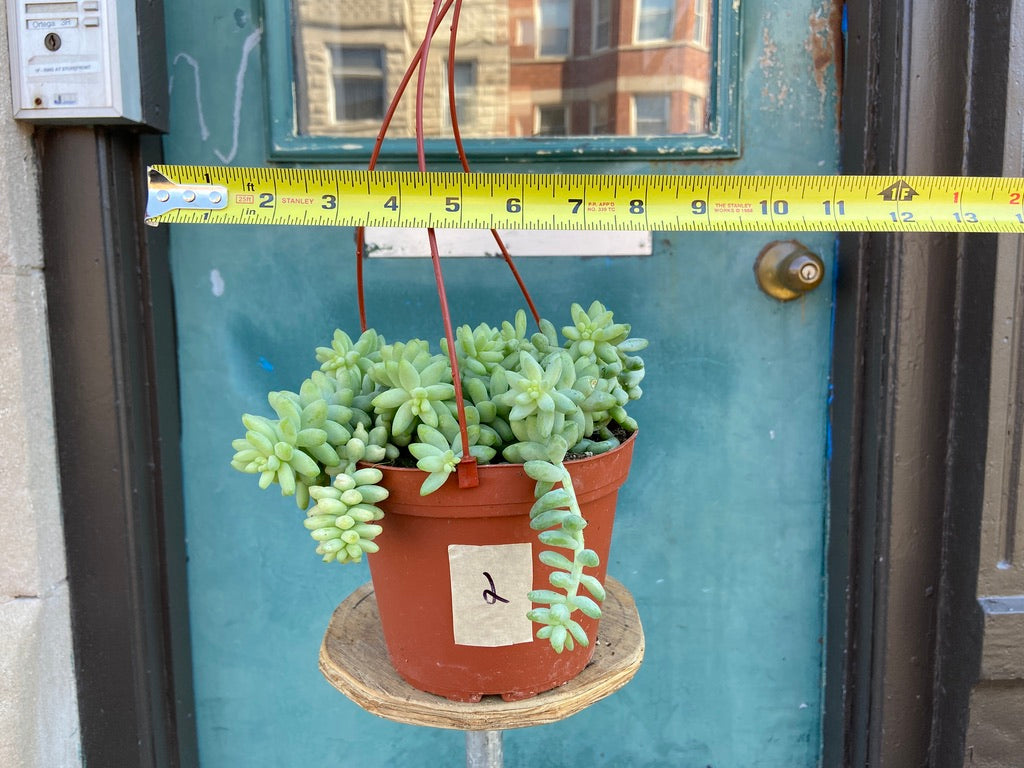 Sedum Burro's Tail - 6"