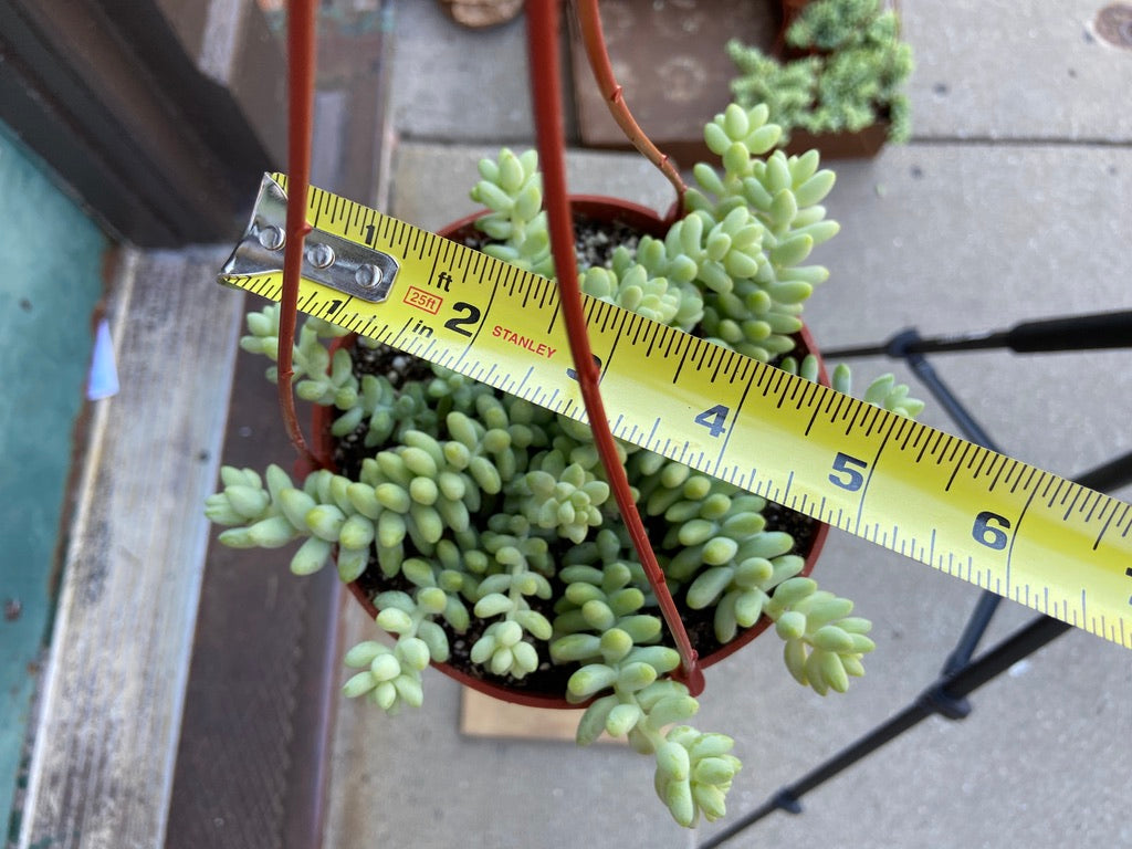 Sedum Burro's Tail - 6"