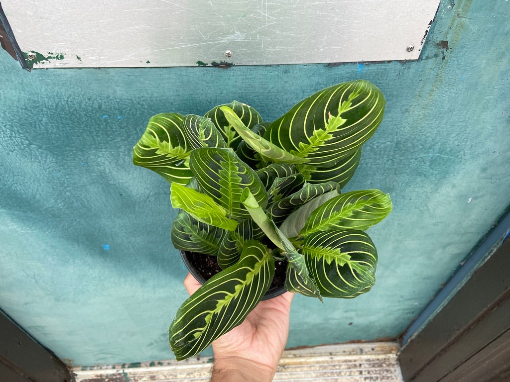 Maranta "Lemon Lime" - 6"