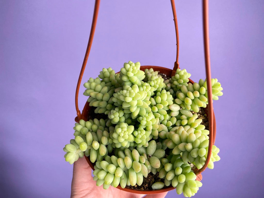 Sedum Burro's Tail - 6"