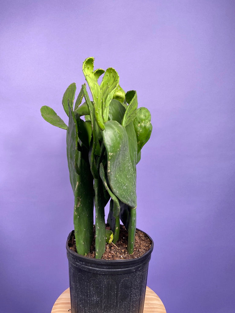 Prickly Pear Cactus (Spineless) - 10" Pot
