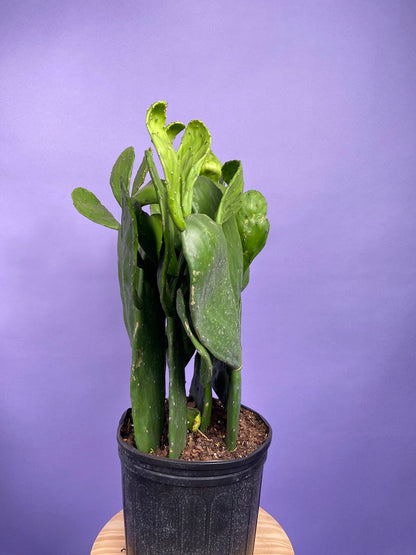 Prickly Pear Cactus (Spineless) - 10" Pot
