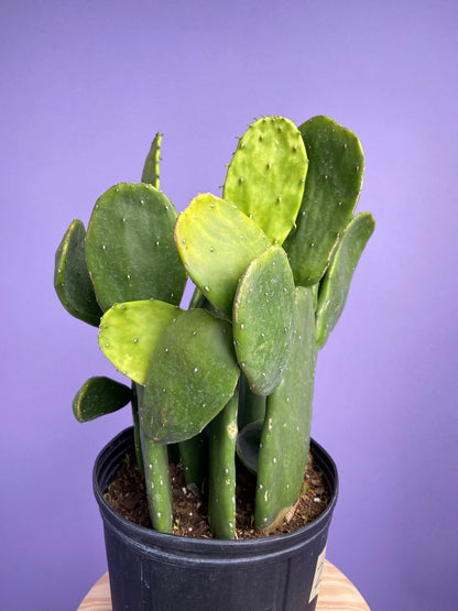 Prickly Pear Cactus (Spineless) - 10" Pot