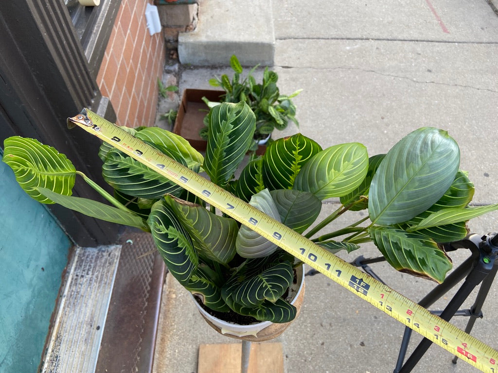 Maranta "Lemon Lime" - 6"
