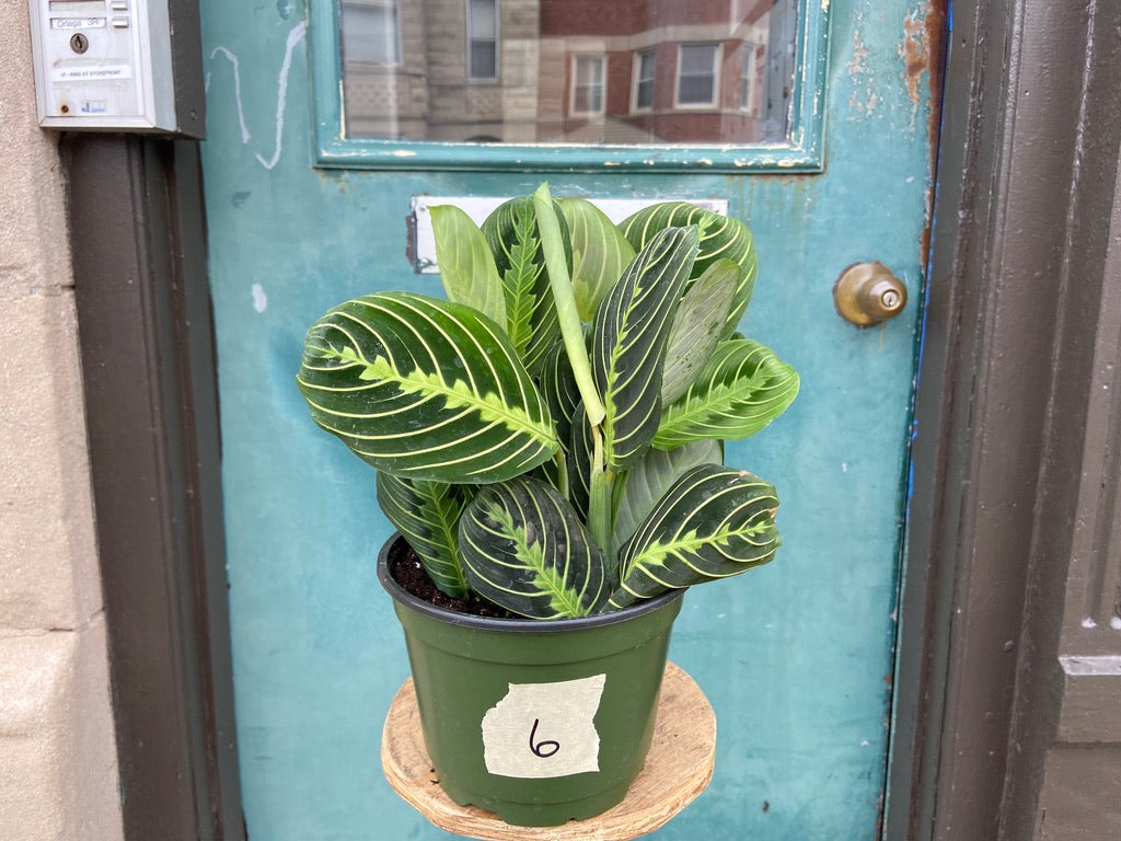 Maranta "Lemon Lime" - 6"