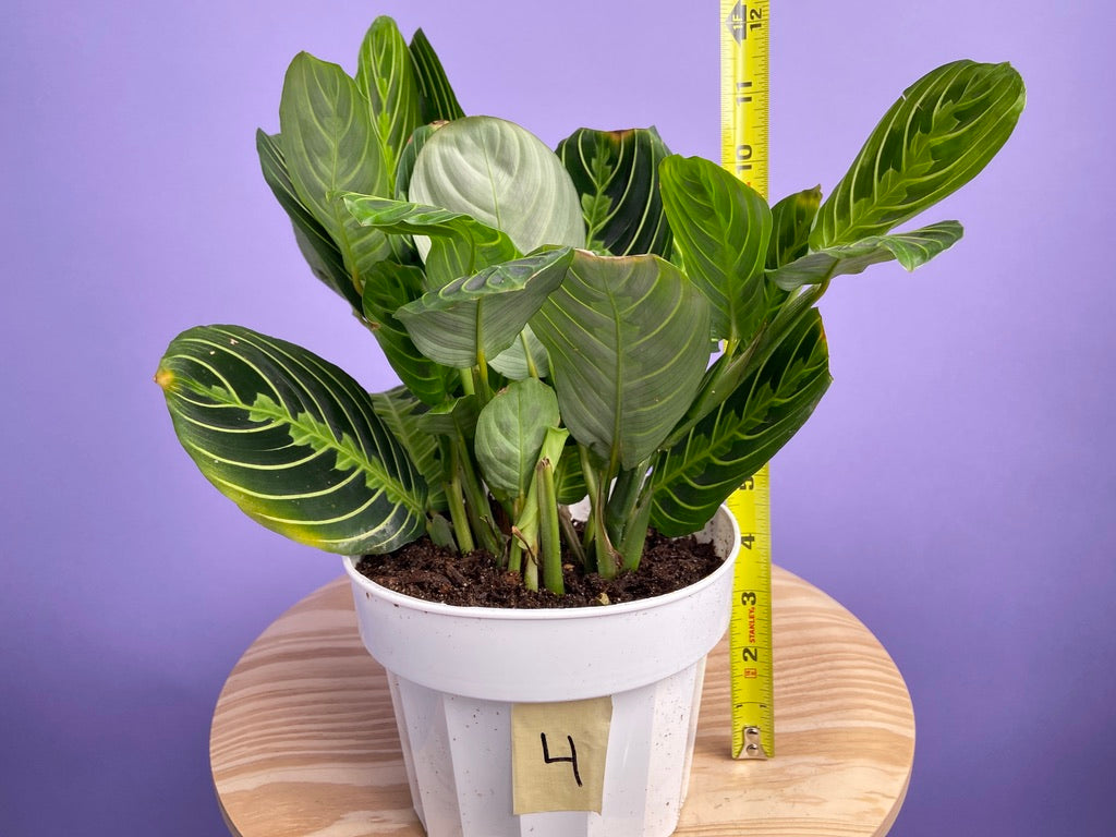 Maranta "Lemon Lime" - 6"