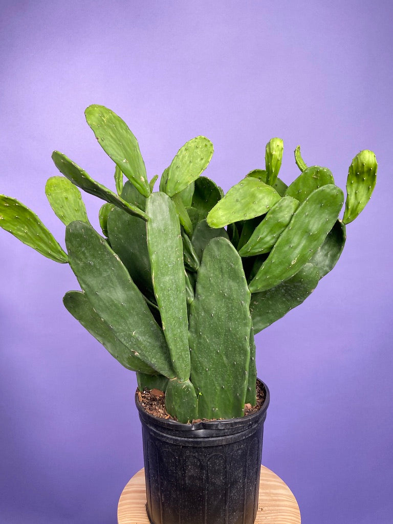 Prickly Pear Cactus (Spineless) - 10" Pot
