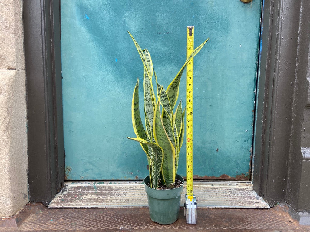 Sansevieria Laurentii (Snake Plant) - 6" Pot