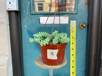 Sedum Burro's Tail - 6"