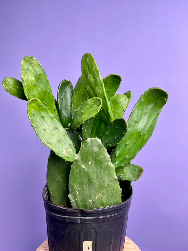 Prickly Pear Cactus (Spineless) - 10" Pot