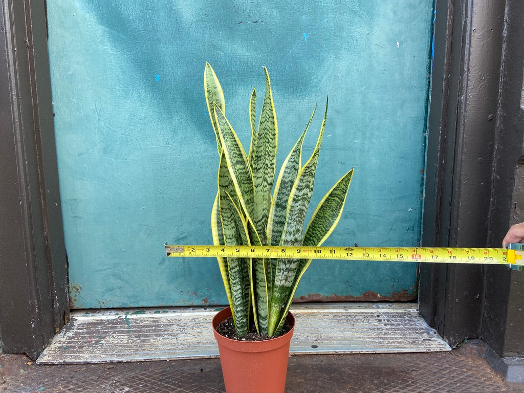 Sansevieria Laurentii (Snake Plant) - 6" Pot