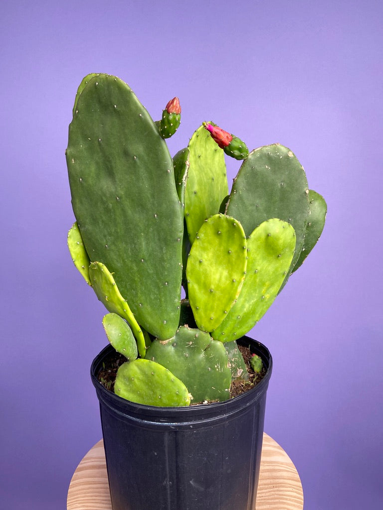 Prickly Pear Cactus (Spineless) - 10" Pot
