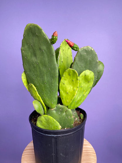 Prickly Pear Cactus (Spineless) - 10" Pot