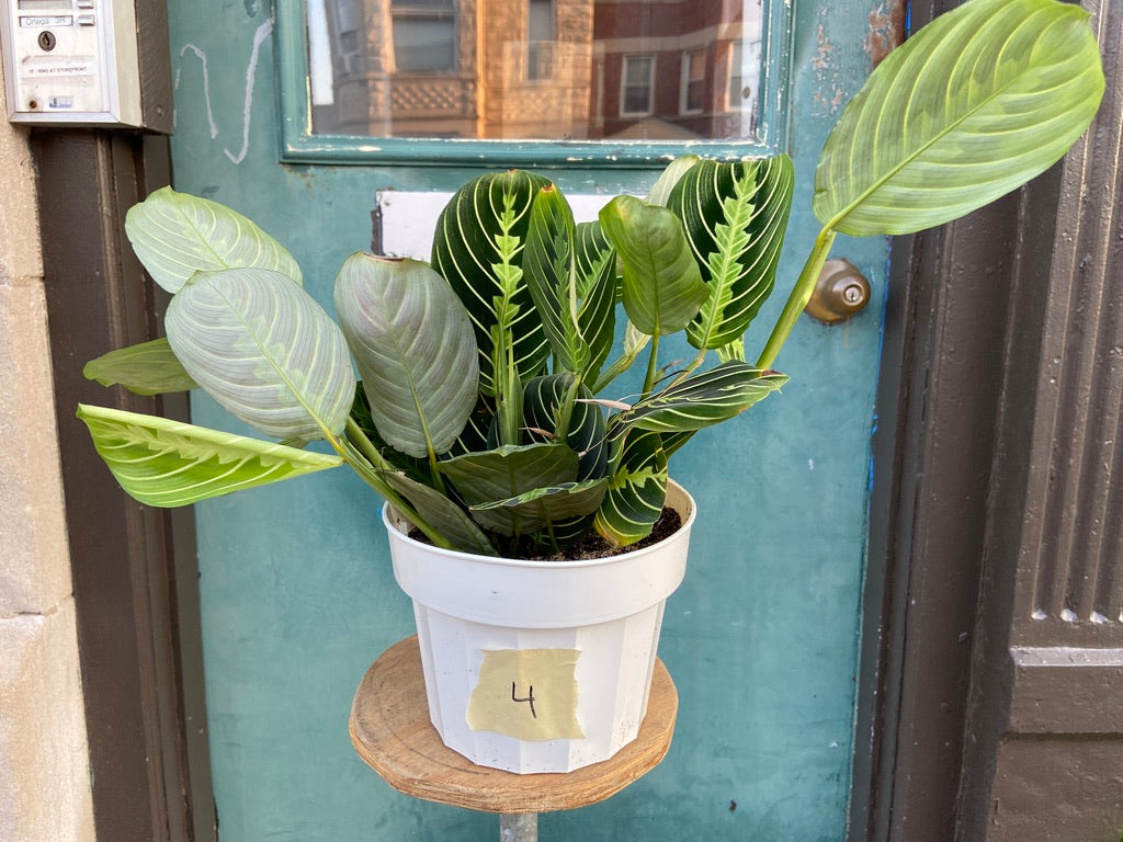 Maranta "Lemon Lime" - 6"