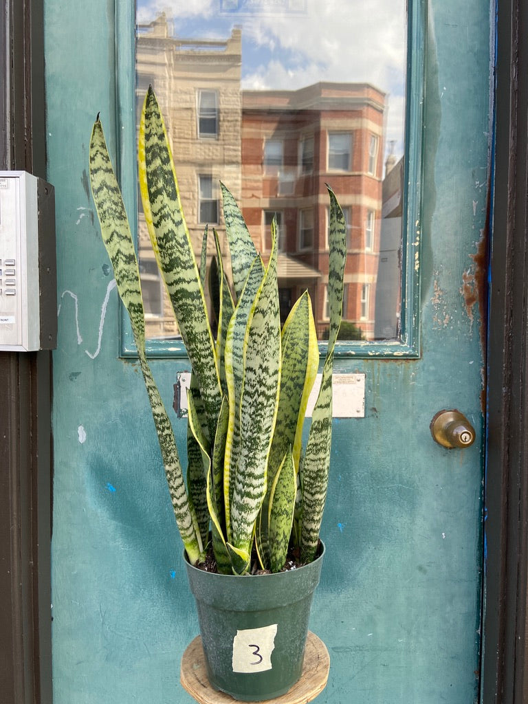 Sansevieria Laurentii (Snake Plant) - 6" Pot