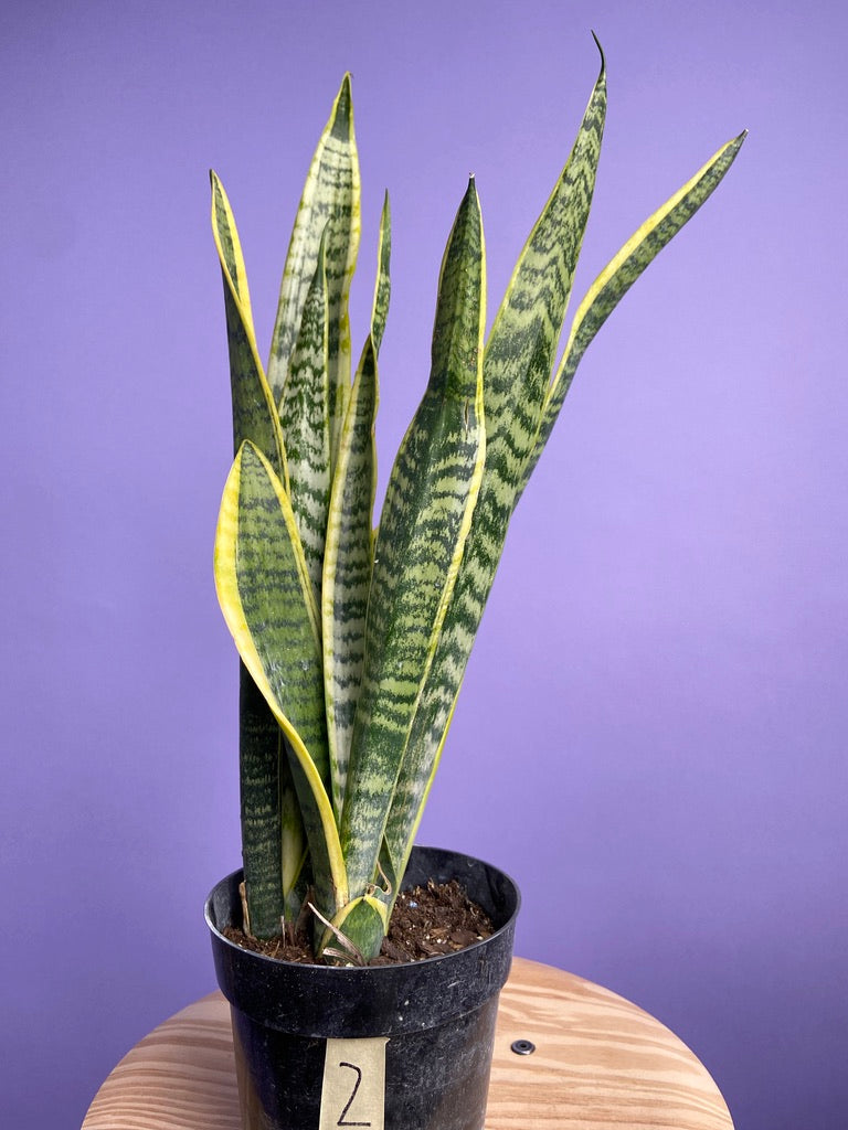 Sansevieria Laurentii (Snake Plant) - 6" Pot