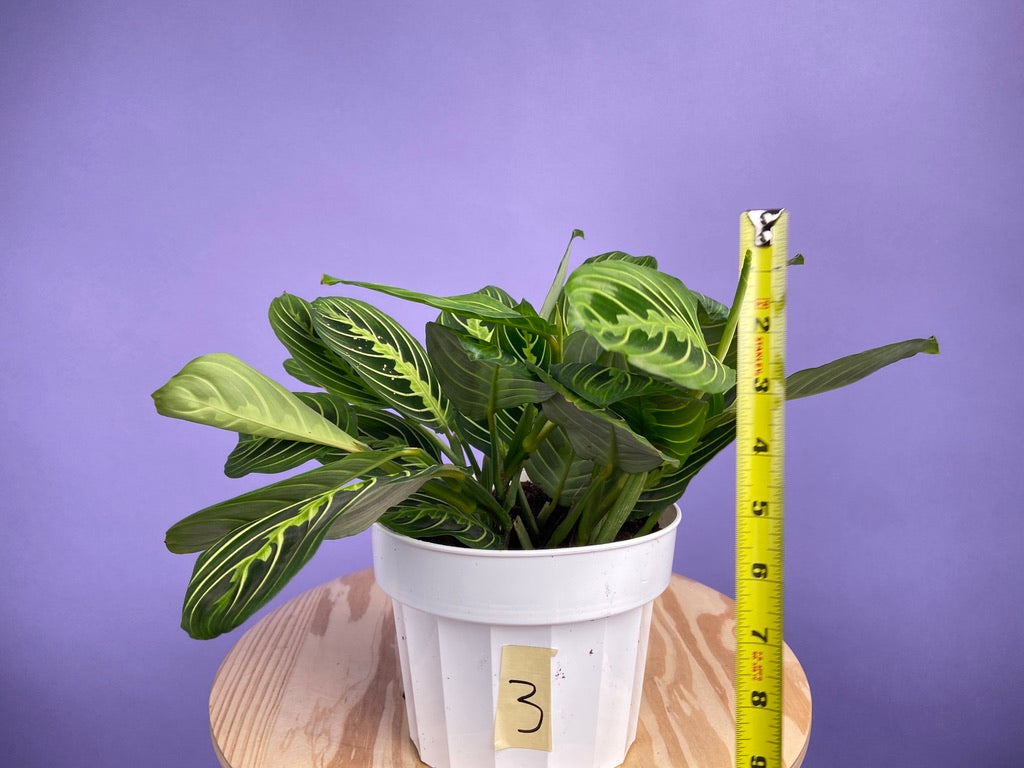 Maranta "Lemon Lime" - 6"