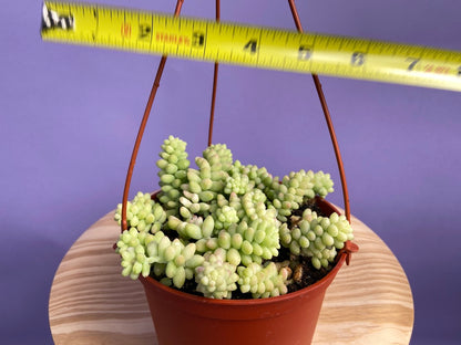 Sedum Burro's Tail - 6"