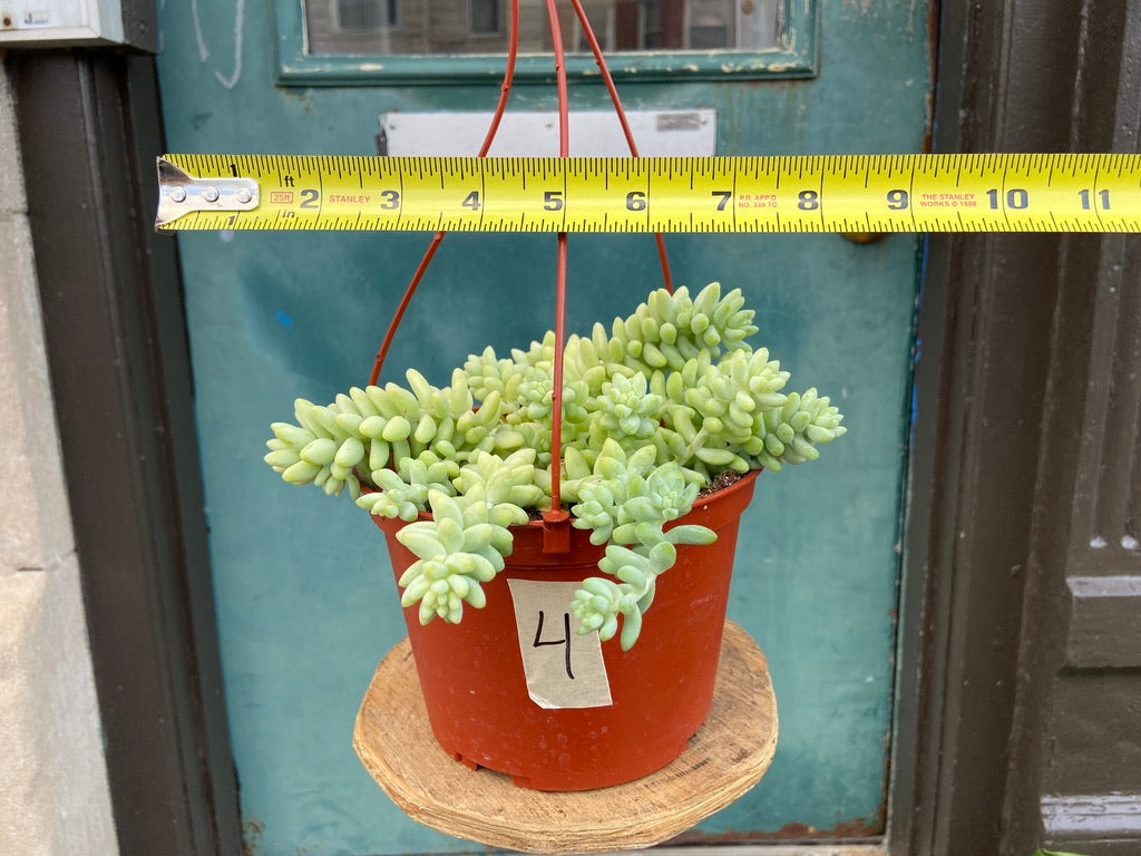 Sedum Burro's Tail - 6"
