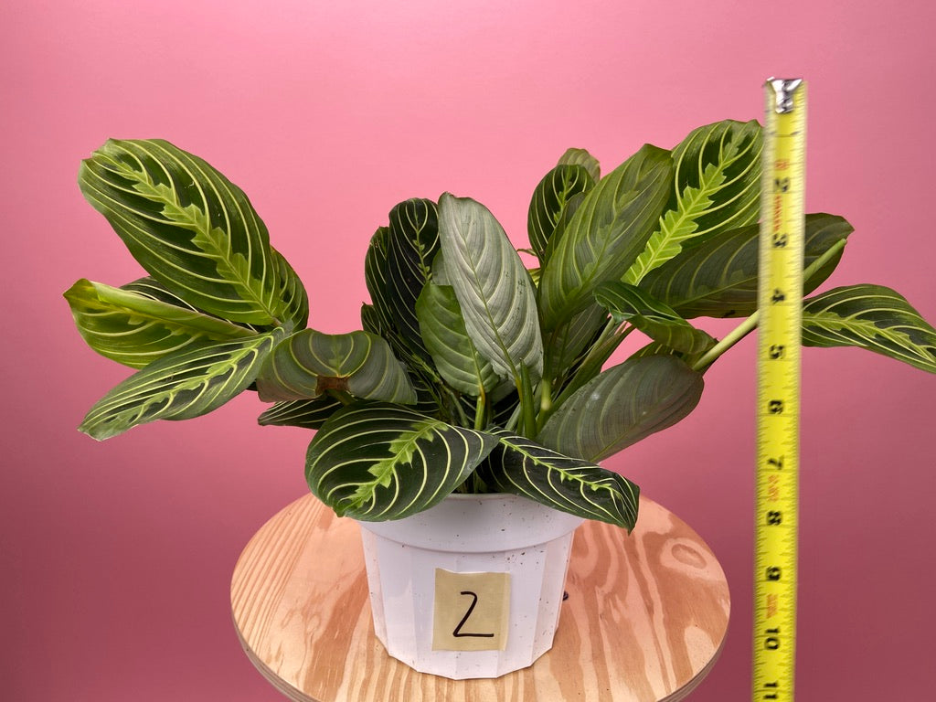Maranta "Lemon Lime" - 6"