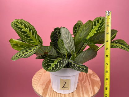Maranta "Lemon Lime" - 6"