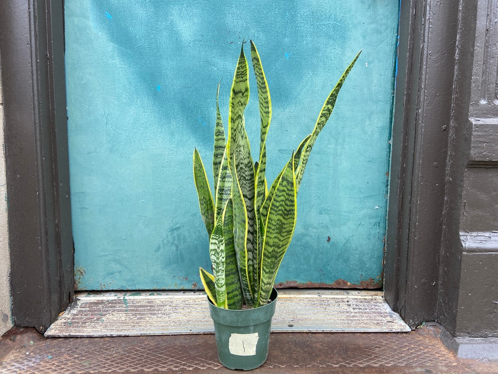 Sansevieria Laurentii (Snake Plant) - 6" Pot