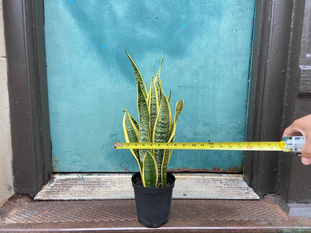 Sansevieria Laurentii (Snake Plant) - 6" Pot