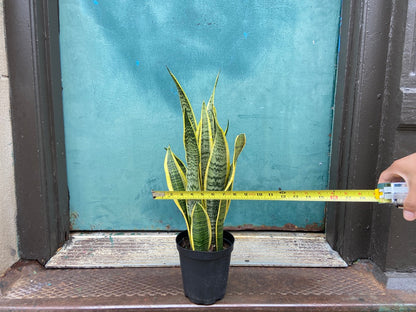 Sansevieria Laurentii (Snake Plant) - 6" Pot
