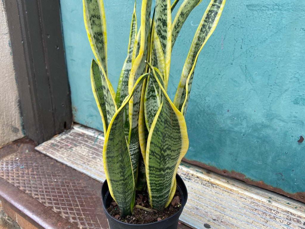 Sansevieria Laurentii (Snake Plant) - 6" Pot