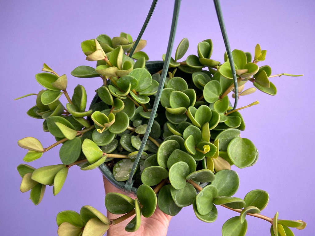 Peperomia "Hope" - 8"