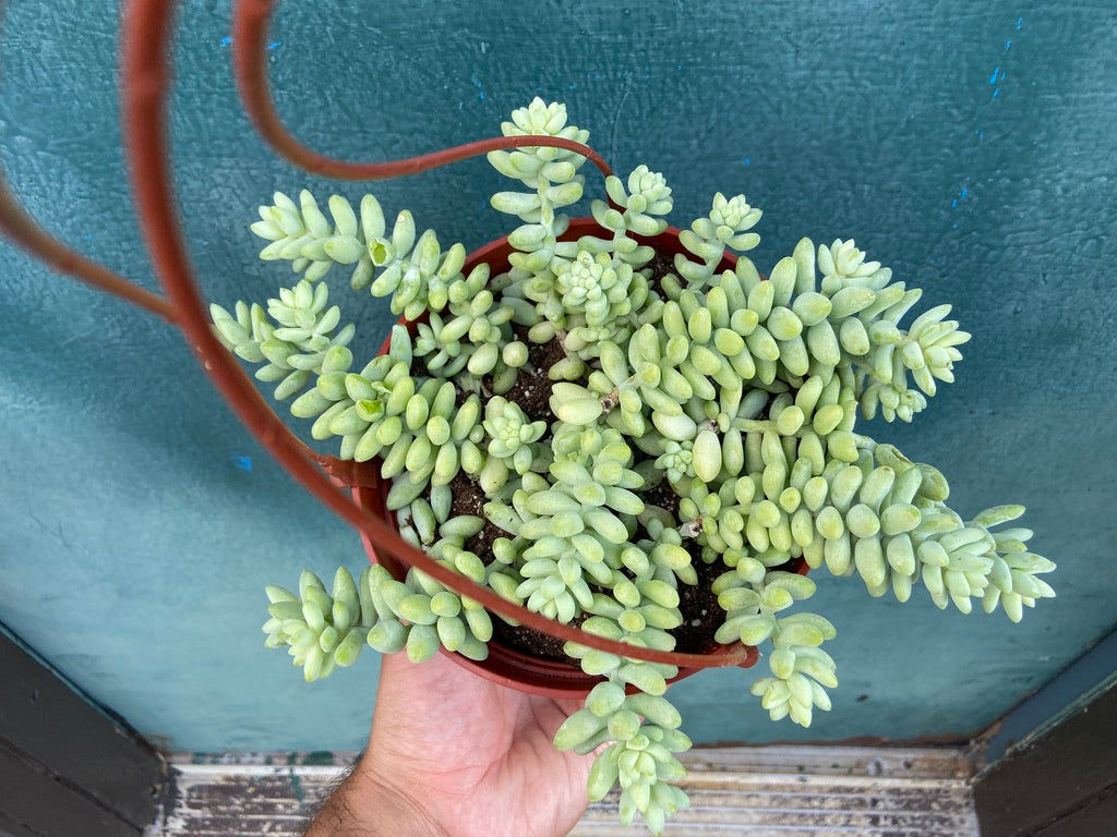 Sedum Burro's Tail - 6"