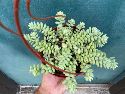 Sedum Burro's Tail - 6"