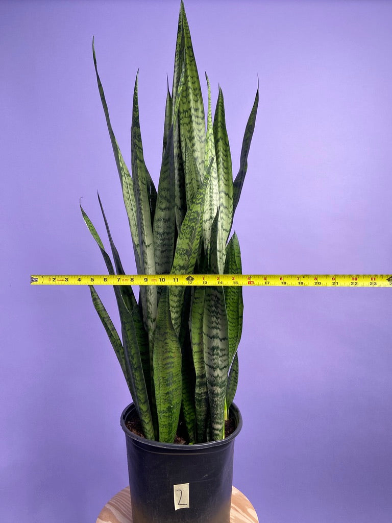 Sansevieria Zeylanica (Snake Plant) - 10" Pot