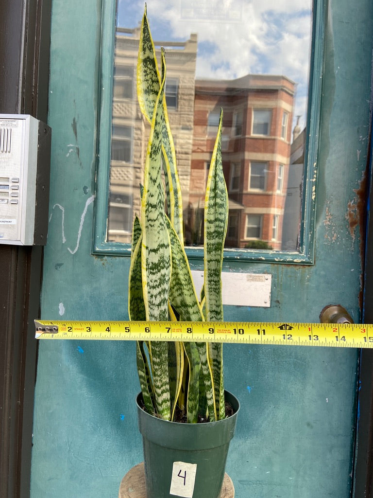 Sansevieria Laurentii (Snake Plant) - 6" Pot