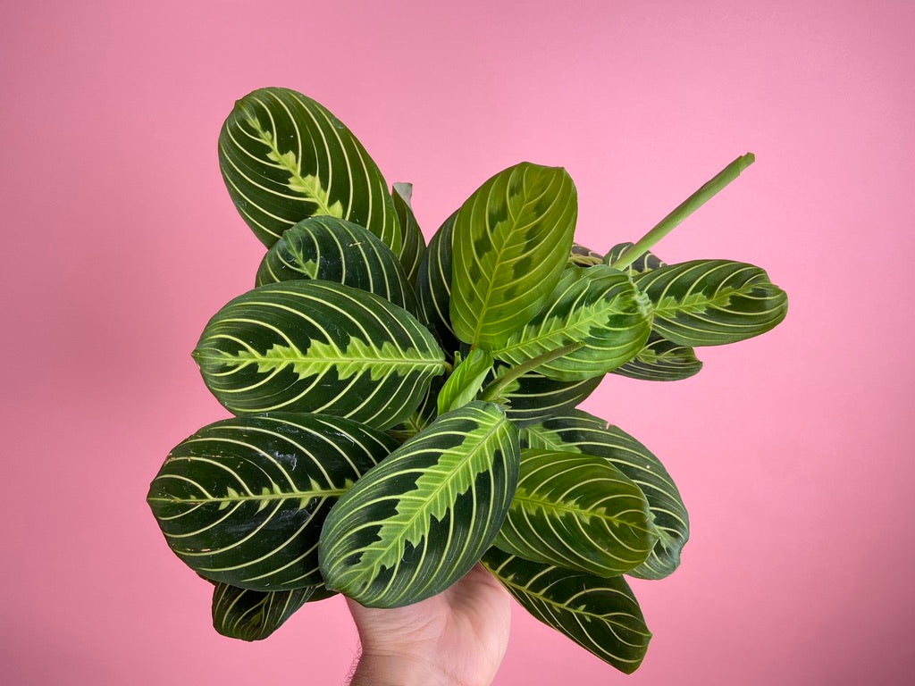 Maranta "Lemon Lime" - 6"