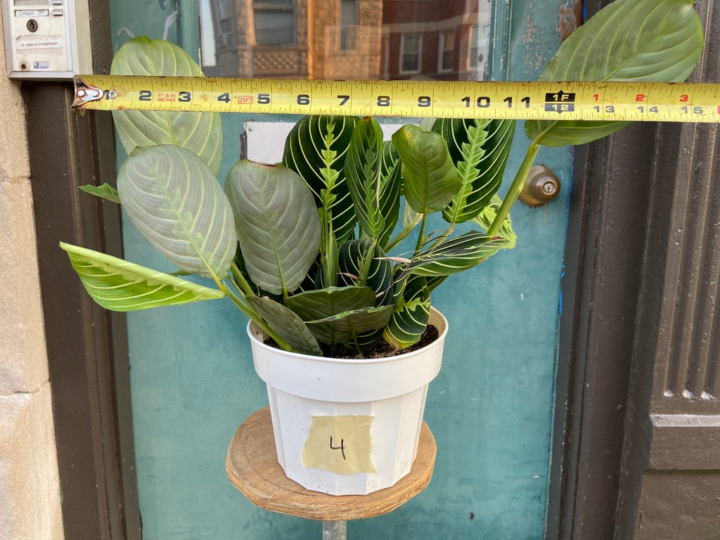 Maranta "Lemon Lime" - 6"