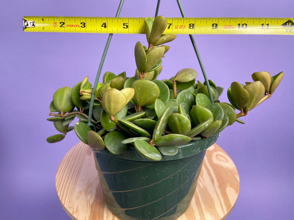 Peperomia "Hope" - 8"