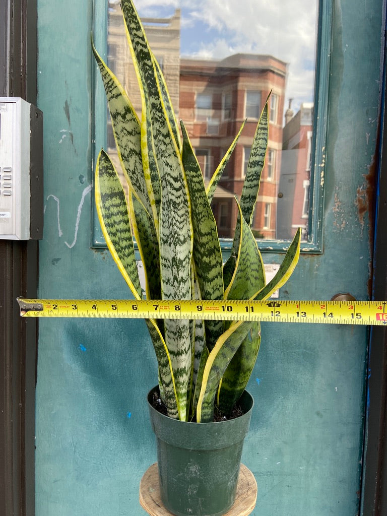 Sansevieria Laurentii (Snake Plant) - 6" Pot