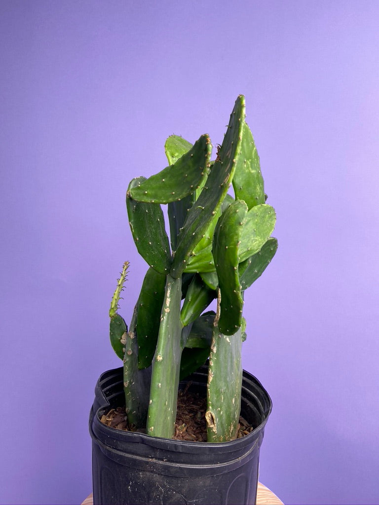 Prickly Pear Cactus (Spineless) - 10" Pot