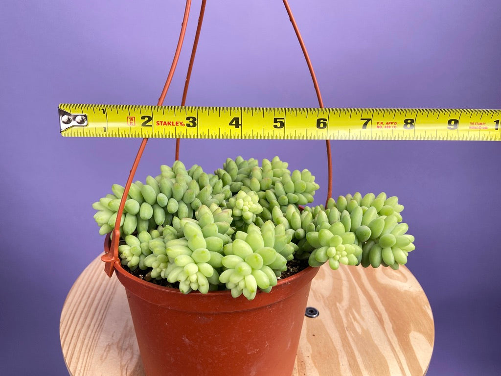 Sedum Burro's Tail - 6"