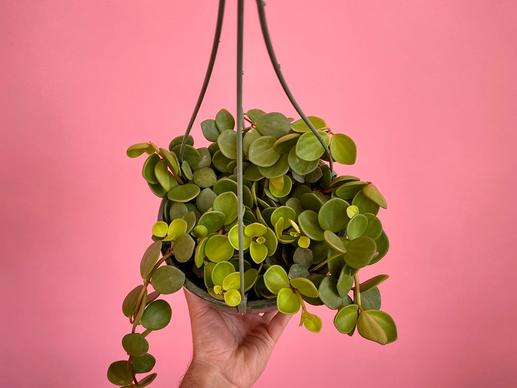 Peperomia "Hope" - 8"