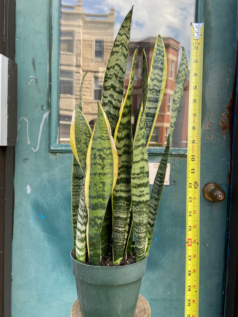 Sansevieria Laurentii (Snake Plant) - 6" Pot
