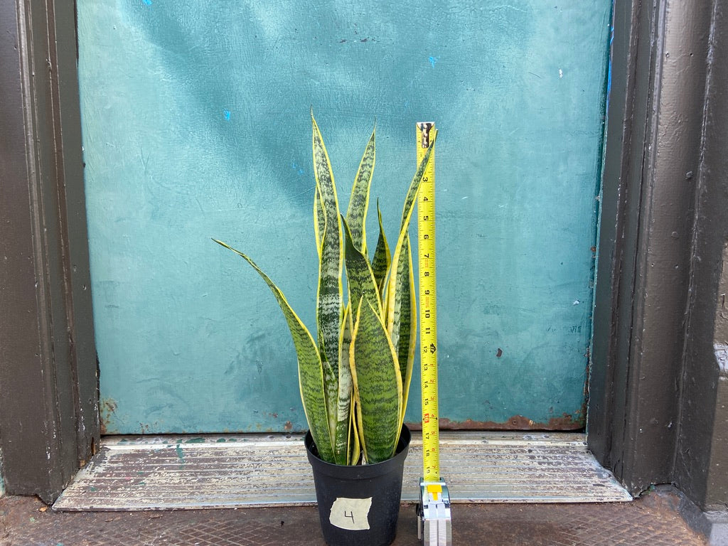 Sansevieria Laurentii (Snake Plant) - 6" Pot